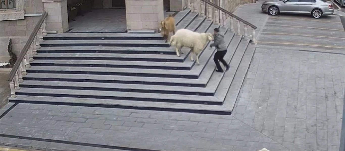 «Επίσκεψη» προβάτων στο δημαρχιακό μέγαρο της Νεάπολης στην Καππαδοκία της Τουρκίας (βίντεο)